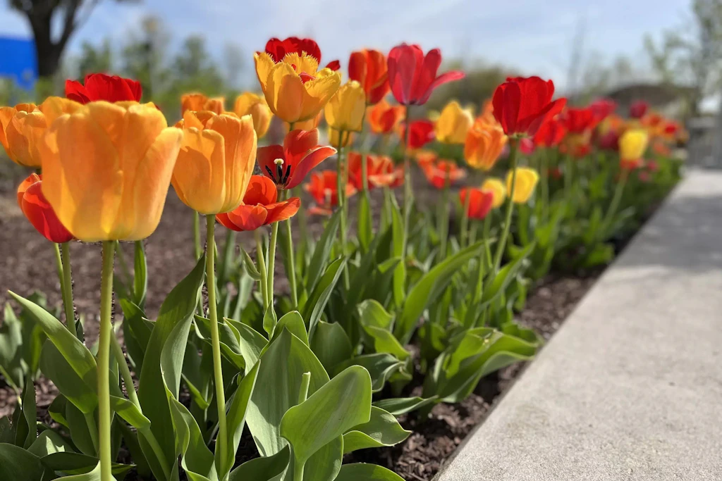 Celebrate Spring in Wayne County | Visit Detroit